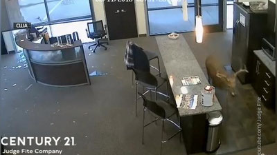 Изрображение 'В ТЕХАСЕ ОЛЕНЬ ПРОТАРАНИЛ ОФИС (ВИДЕО)'