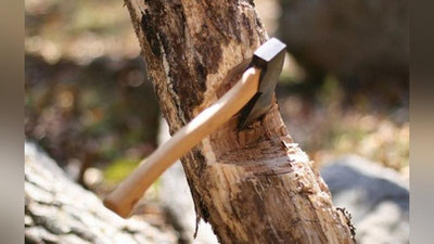 'Toshkentda daraxtlarni kesgan ikki shaxs 1,9 million so`m jarima to`ladi'ning rasmi