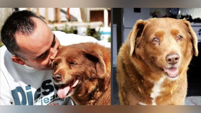 'Дунёдаги энг кекса ит Португалияда 31 ёшида вафот этди'ning rasmi