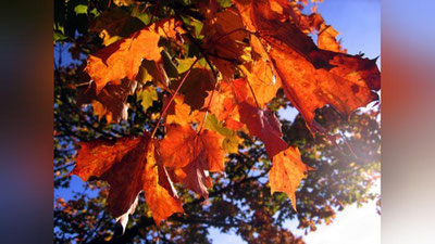 Изрображение 'Синоптики пообещали "бабье лето" на выходных'