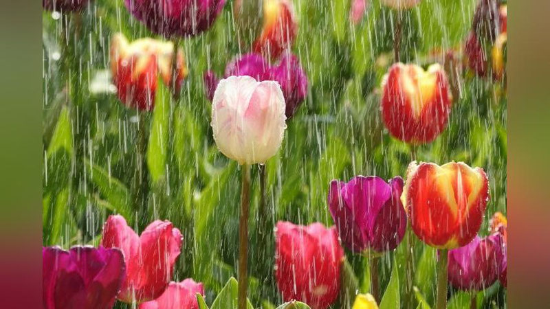 '31 mart kuni qanday ob-havo kuzatiladi?'ning rasmi