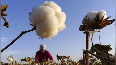 'Россия пахта етиштиришни режалаштирди'ning rasmi