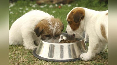 'ВЕТЕРИНАРИЯ ДОРИ ВОСИТАЛАРИ ВА ОЗУҚА ҚЎШИМЧАЛАРИ ХАВФСИЗЛИГИ ТЎҒРИСИДАГИ УМУМИЙ ТЕХНИК РЕГЛАМЕНТ ТАСДИҚЛАНДИ'ning rasmi