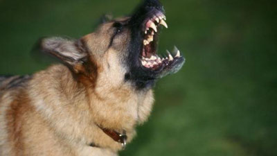 '​Teleko`rsatuv s`yomkasi jarayonida it egasini g`ajib tashladi'ning rasmi