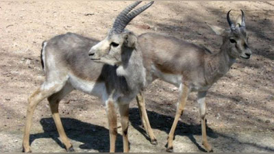 '“Qizil kitob”ga kiritilgan jayronlar vahshiylarcha otib o`ldirildi (video)'ning rasmi