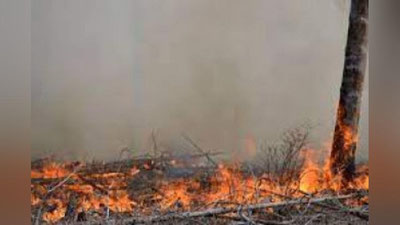 '"100га яқин ходим, булдозер, сув ташувчи машиналар..." Амударё Давлат биосфера резервати ўрмонзорида содир бўлган катта ёнғин бир неча кунда тўлиқ ўчирилди'ning rasmi