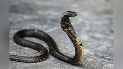 '​АВСТРАЛИЯДА ТЕЛЕКАНАЛ ТАҲРИРИЯТИГА ИЛОН КИРДИ (ВИДЕО)'ning rasmi