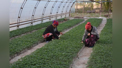 'Меҳнаткаш оила 8 сотих томорқадан 40-50 миллион сўм даромад олди'ning rasmi