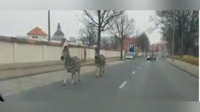 'Germaniyada 4 ta zebra sirkdan qochib ketdi 'ning rasmi