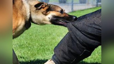 'ҚЎШНИМНИ ИТИМ ТИШЛАБ ОЛСА, МЕН ЖАВОБГАРЛИККА ТОРТИЛАМАНМИ?'ning rasmi