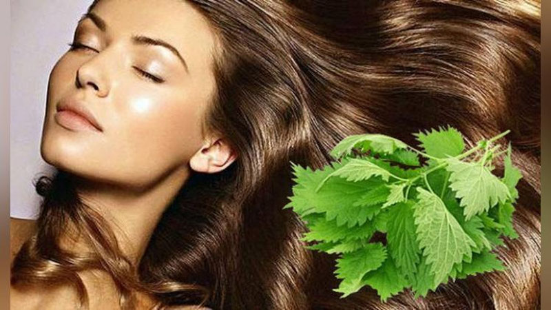 'BO`YaLGAN SOChLAR UChUN FOYDALI DAMLAMA'ning rasmi