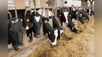 'Qozog`iston O`zbekistonga chorva eksportini chekladi'ning rasmi