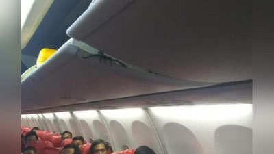 'Ulkan chayon samolyot yo`lovchilarini vahimaga soldi 'ning rasmi