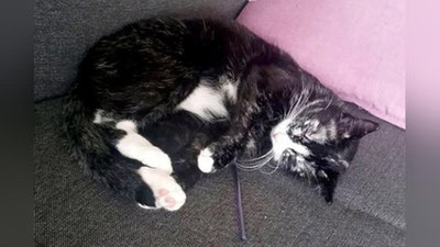 'Qora mushuk kasallik tufayli oq rangga kirdi'ning rasmi