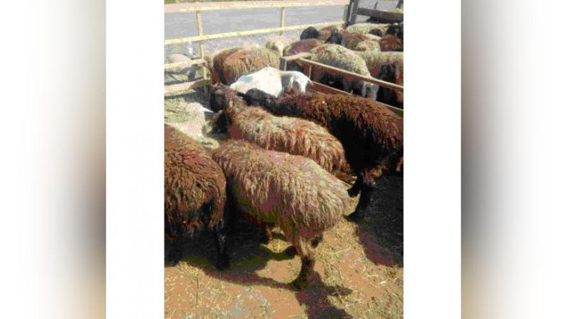 '​BUXORODA  QAROVSIZ QOLDIRILGAN QO`Y-QO`ZILAR “OVChI”LARI QO`LGA OLINDI. ULAR ORASIDA AYoLLAR HAM BOR'ning rasmi