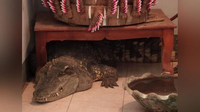 Изрображение 'ТАЕЦ ДЕРЖИТ ДОМА В КАЧЕСТВЕ ПИТОМЦА ОГРОМНОГО КРОКОДИЛА (ВИДЕО)'