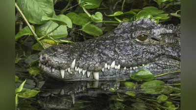 'Ҳиндистонда одамхўр тимсоҳ Ганг дарёсига қўйиб юборилди'ning rasmi