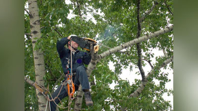 '“DARAXTDAN YIQILIB TUShDIM...”'ning rasmi