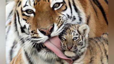 'TERMIZDA AFRIKA ShERI BOLALADI'ning rasmi