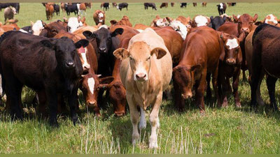 Изрображение 'Главный поставщик крупного рогатого скота в Узбекистан ввел запрет на его вывоз'