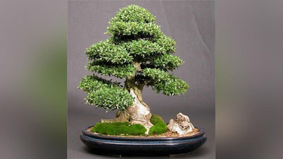 'YaPONLARNING OSMA BOG`LARI'ning rasmi