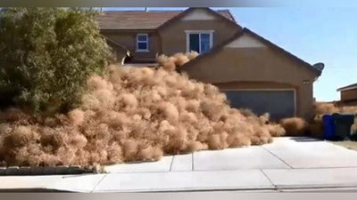 'Калифорнияга шўра ўтлар “ҳужум” қилди (видео)'ning rasmi