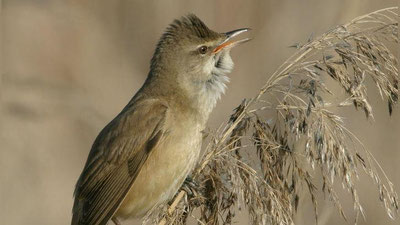 'Qush navosi endi inson tilida: Rossiyada bulbul kuyi odam tiliga o`girilmoqda'ning rasmi