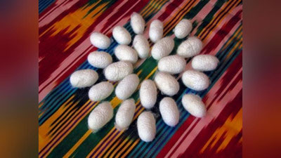 Изрображение 'УЗБЕКИСТАН ПРИНЯТ В МЕЖДУНАРОДНУЮ КОМИССИЮ ПО ШЕЛКОВОДСТВУ'