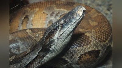 'Малайзияда мотоциклда кетаётган эркакни илон бўғиб ўлдирди'ning rasmi