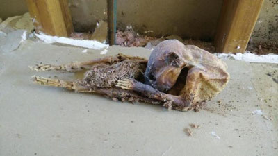 '​ДЕВОР ОРАСИГА СУВАБ ТАШЛАНГАН НОМАЪЛУМ МАХЛУҚНИНГ ЖАСАДИ ИЖТИМОИЙ ТАРМОҚ ФОЙДАЛАНУВЧИЛАРИНИ ЎЙГА ТОЛДИРДИ'ning rasmi