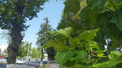 Изрображение 'В Ташкенте +38: погода на 11 июля'