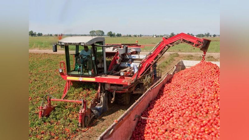 'Jomboy tumanida pomidorni kombaynda terib olish yo`lga qo`yildi'ning rasmi