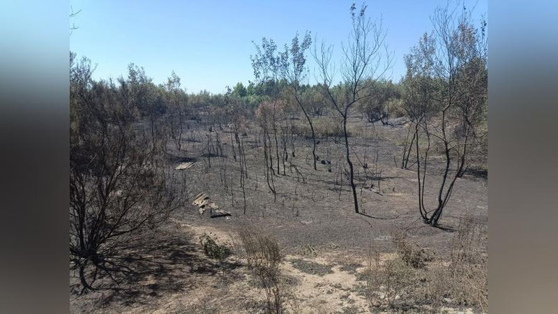 Изрображение 'В лесном хозяйстве в Ферганской области произошел пожар'
