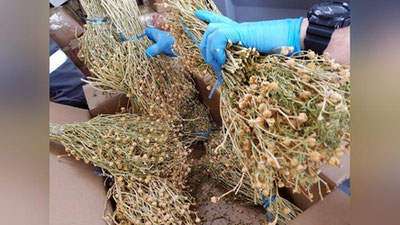 Изрображение 'В России пресекли ввоз более тонны исрыка из Узбекистана'