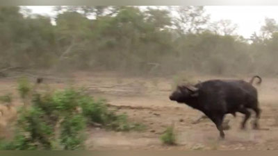 'Buyvol to`daga hujum qilgan arslonni quvib soldi (Video)'ning rasmi