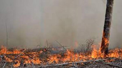 'Sirdaryodagi yong`in chiqqan o`rmonda 150 gektarga yaqin maydon yonib ketgan'ning rasmi