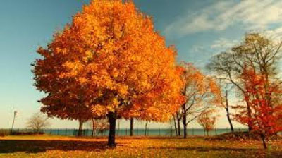 'Haftalik ob-havo sharhi'ning rasmi