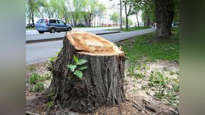 'Жорий йилнинг 1-чорагида 75 та қонунбузилиши ҳолатида ўрмон хўжалигига 274 432 минг сўм миқдорда зарар етказилган'ning rasmi