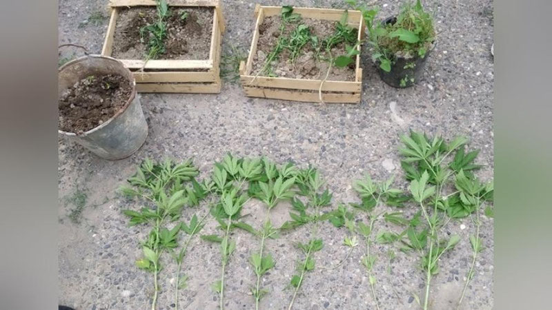 Изрображение 'Житель Ходжаабада выращивал коноплю на крыше дома и в огороде'