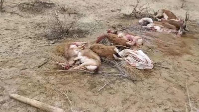 'Қорақалпоғистонда "Қизил китоб"га кирган кийик ва қуёнларни ўлдирганлар ушланди'ning rasmi