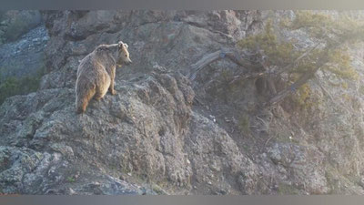 Изрображение 'Тянь-шаньского бурого медведя сняла фотоловушка в Гиссарском заповеднике (видео)'