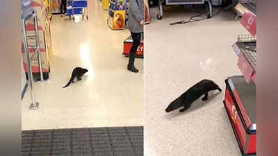 '​Supermarketda aylanib yurgan qunduz xaridorning qo`lini tishlab oldi'ning rasmi