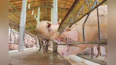 'Janubiy Koreyada ilk marotaba Afrika vabosi epidemiyasi aniqlandi 'ning rasmi