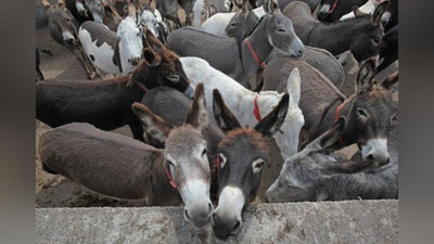 'Yana eshak va eshak go`shti mojarosi'ning rasmi