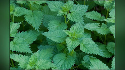 'QIChITQIO`T QIChIShIShGA QARShI…'ning rasmi