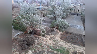 Изрображение 'В Джизакской области сильный ветер повалил десятки деревьев'