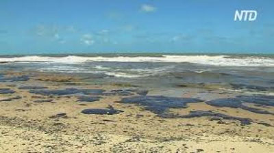 'Braziliya sohillari neft bilan qoplandi'ning rasmi