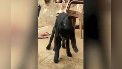 Изрображение 'Коза с «человеческим лицом» шокировала пользователей сети (видео)'