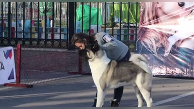 Изрображение 'Состоялась выставка собак на "Кубок хокима Яшнабадского района" (видео)'