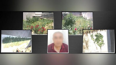 Изрображение 'Житель Ташкента вырастил около 1,5 тыс кустов опийного мака в своем огороде'